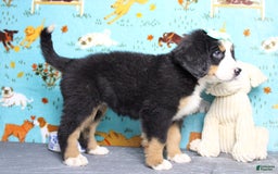 Bernese Mountain Dog dogs for sale: Pebbles - Image 45