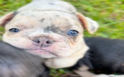 French Bulldog dogs for sale: No Name - Image 4