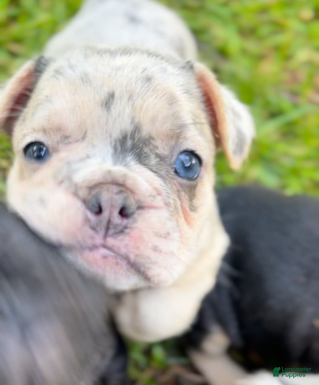 French Bulldog dogs for sale: No Name - Image 4