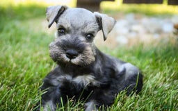Miniature Schnauzer dogs for sale: Han - Image 9