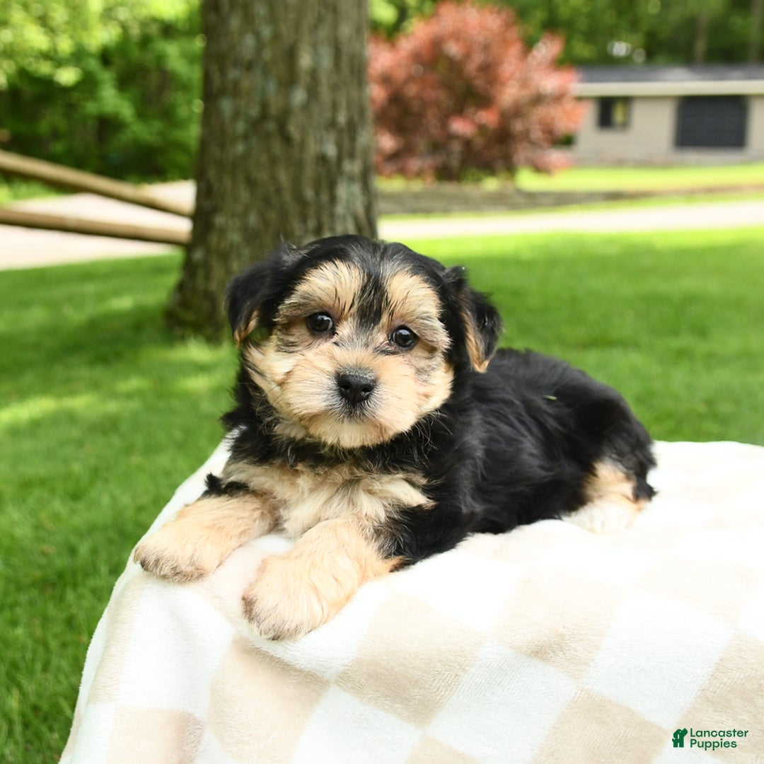 Morkie dogs for sale: Mickey - Image 7