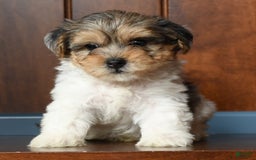Yorkiepoo dogs for sale: Baxter - Image 6