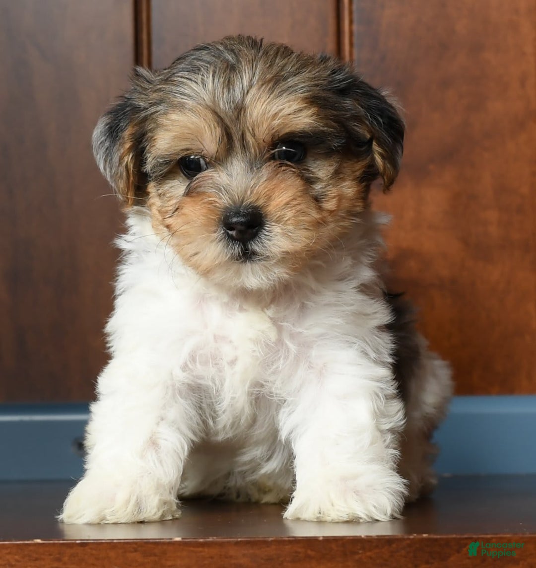 Yorkiepoo dogs for sale: Baxter - Image 6