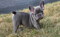 French Bulldog dogs for sale: Remi - Image 3
