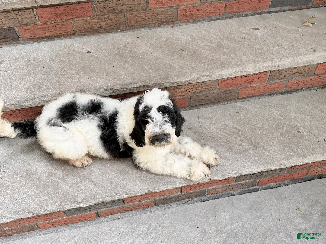 Goldendoodle dogs for sale: Lola - Image 4