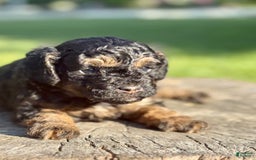 Miniature Poodle dogs for sale: Jasmine - Image 13