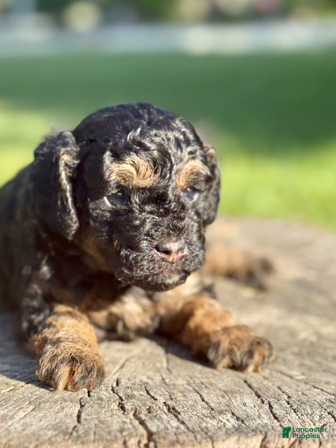 Miniature Poodle dogs for sale: Jasmine - Image 13