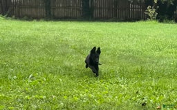 Belgian Malinois dogs for sale: Akc Certified Male 7 - Image 5