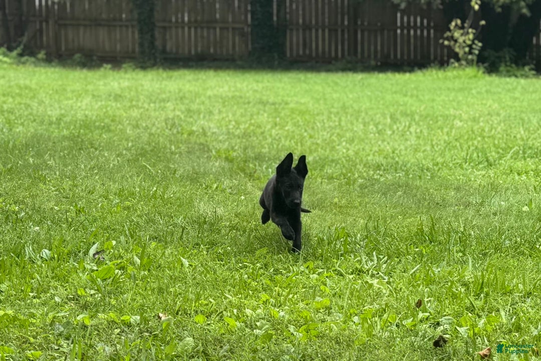 Belgian Malinois dogs for sale: Akc Certified Male 7 - Image 5