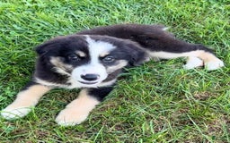 Australian Shepherd dogs for sale: Max - Image 1