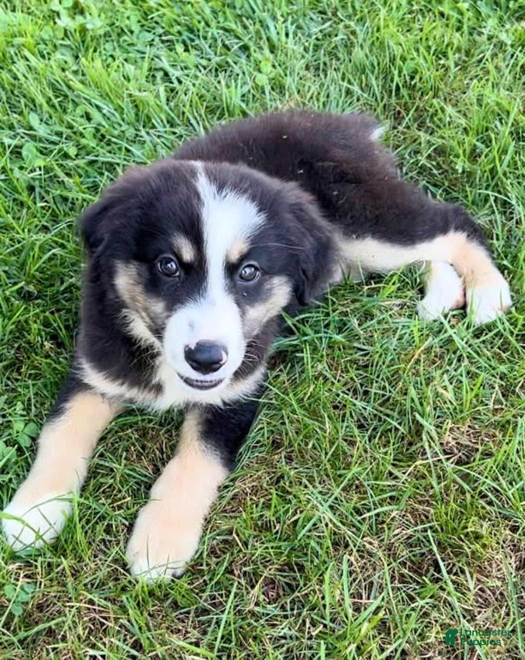 Australian Shepherd dogs for sale: Max - Image 1