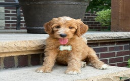 Goldendoodle dogs for sale: Mia - Image 2