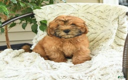 Shihpoo dogs for sale: Jasper - Image 4