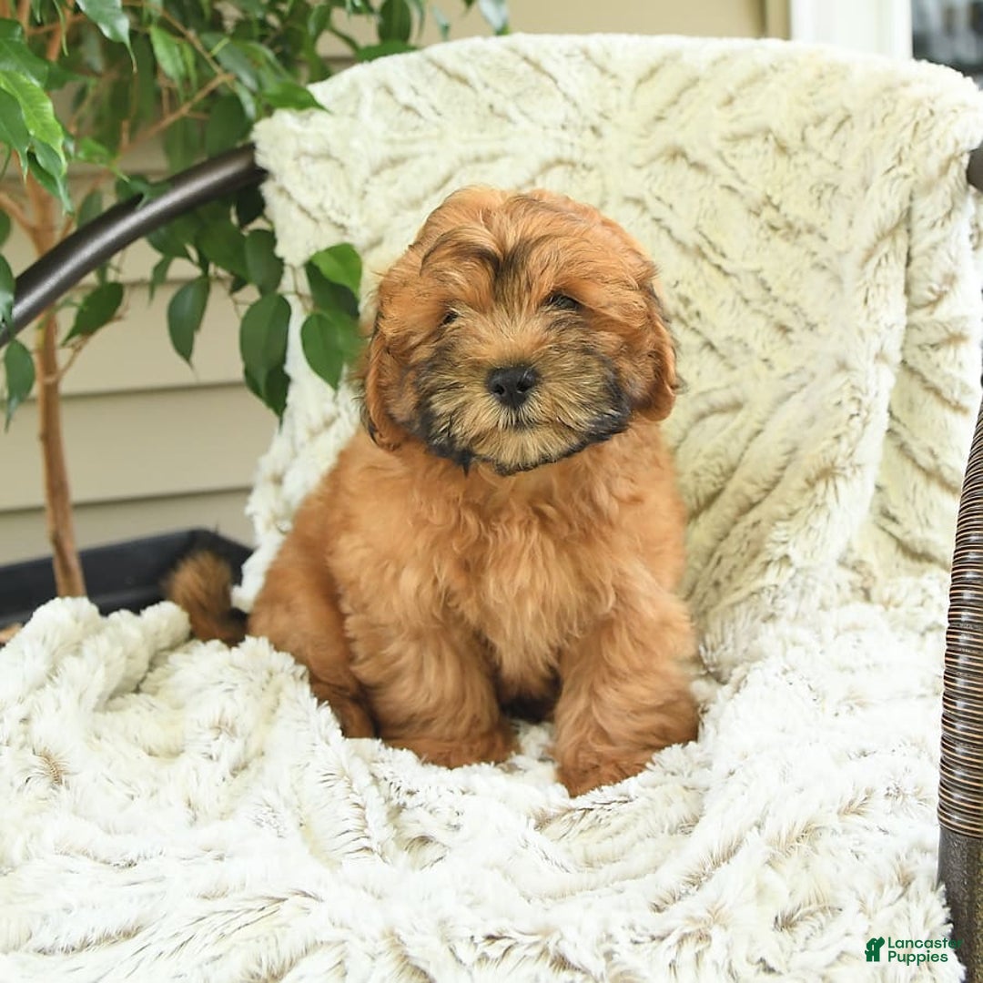 Shihpoo dogs for sale: Jasper - Image 4