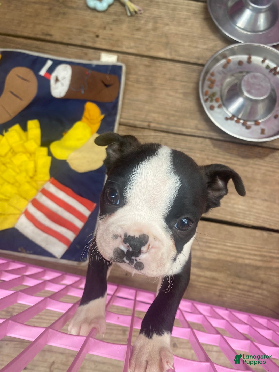 Boston Terrier dogs for sale: Chub - Image 2