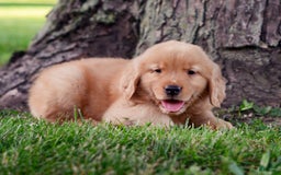 Golden Retriever dogs for sale: Jack - Image 2