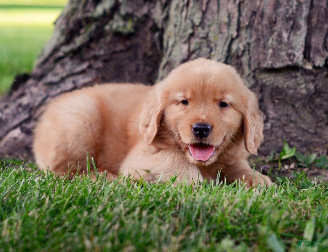 Golden Retriever dogs for sale: Jack - Image 2