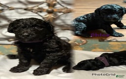 Bernedoodle dogs for sale: Chloe - Image 1