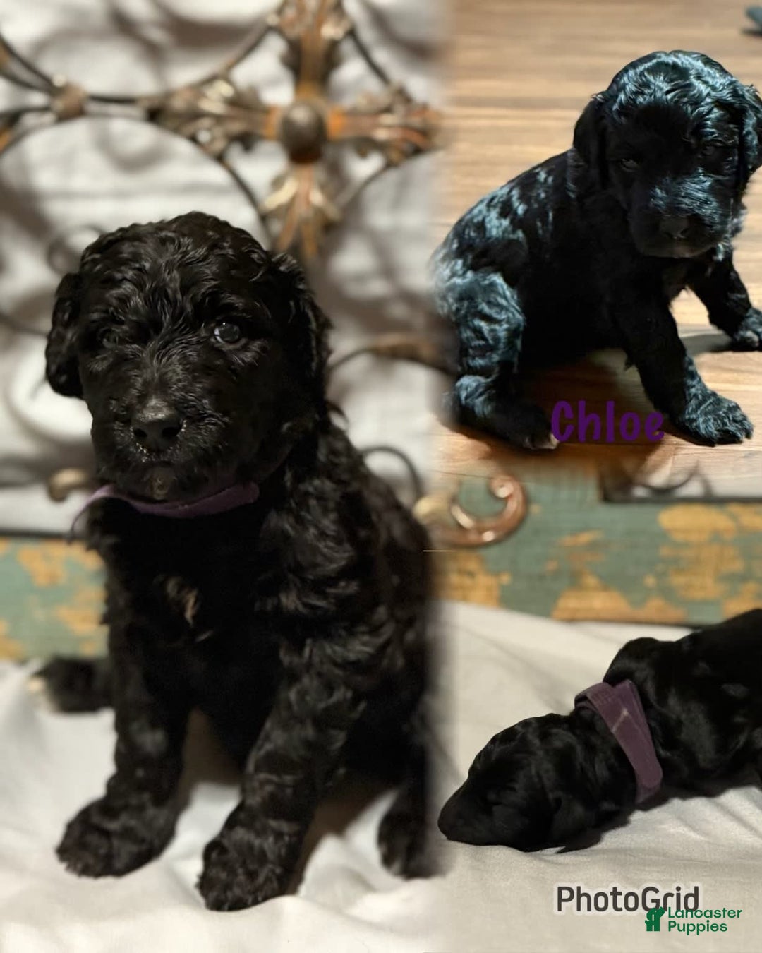 Bernedoodle dogs for sale: Chloe - Image 1