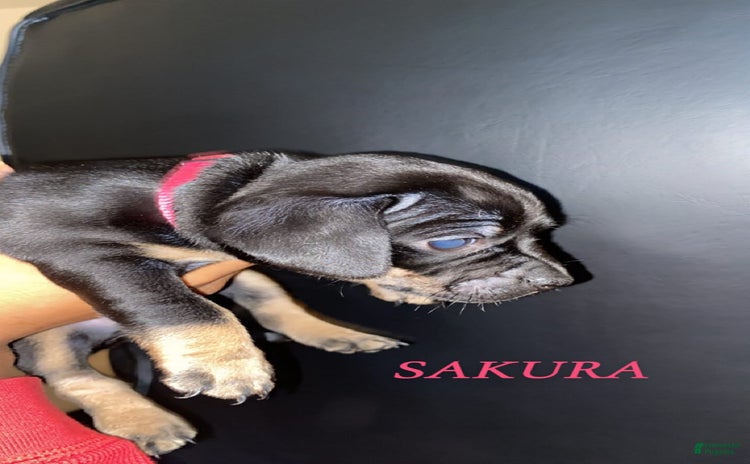 Dachshund dogs for sale - Ad 2