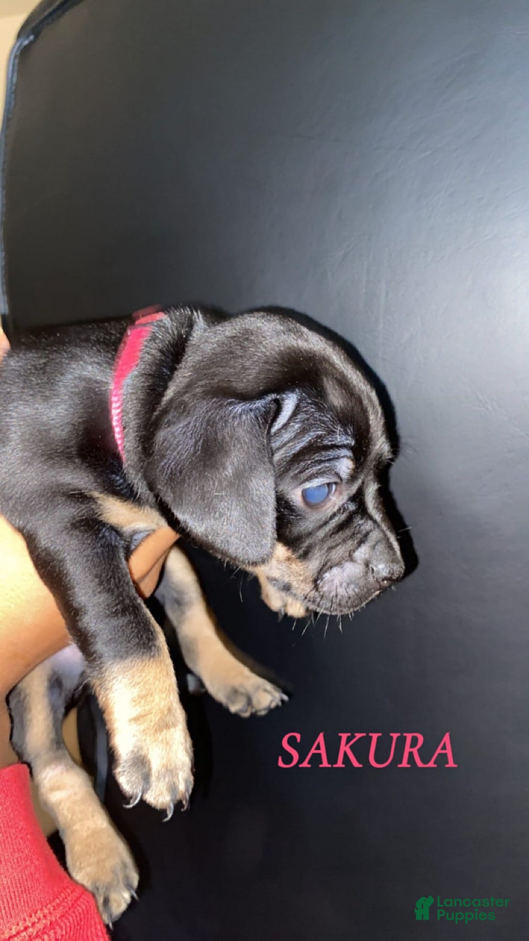 Dachshund dogs for sale: Sakura - Image 1