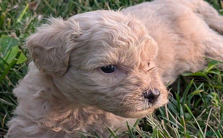 Bichpoo dogs - Advert 30