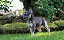 French Bulldog dogs for sale: Rhonda - Image 10