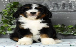 Bernedoodle dogs for sale: Dawn - Image 2