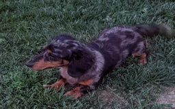 Miniature Dachshund dogs for sale: Buddy - Image 15