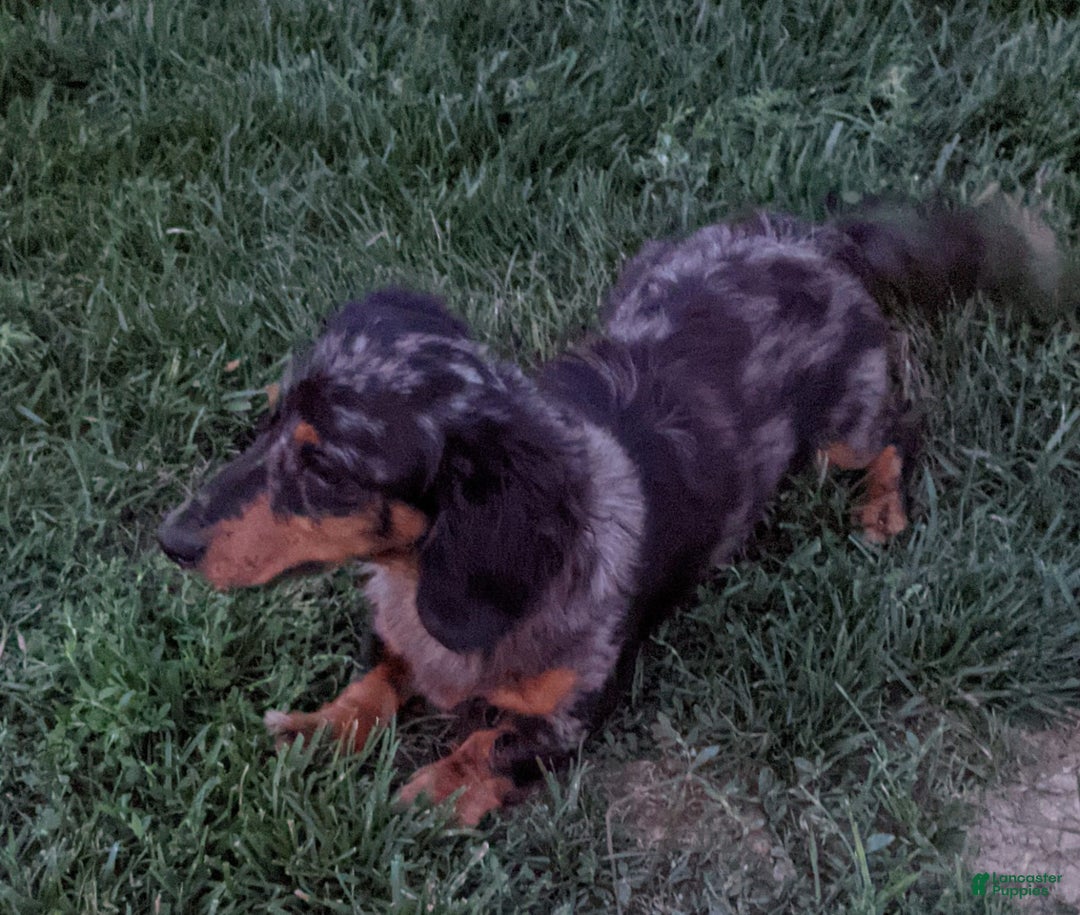 Miniature Dachshund dogs for sale: Buddy - Image 15