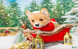 Welsh Corgi Pembroke dogs for sale: Punch - Image 3