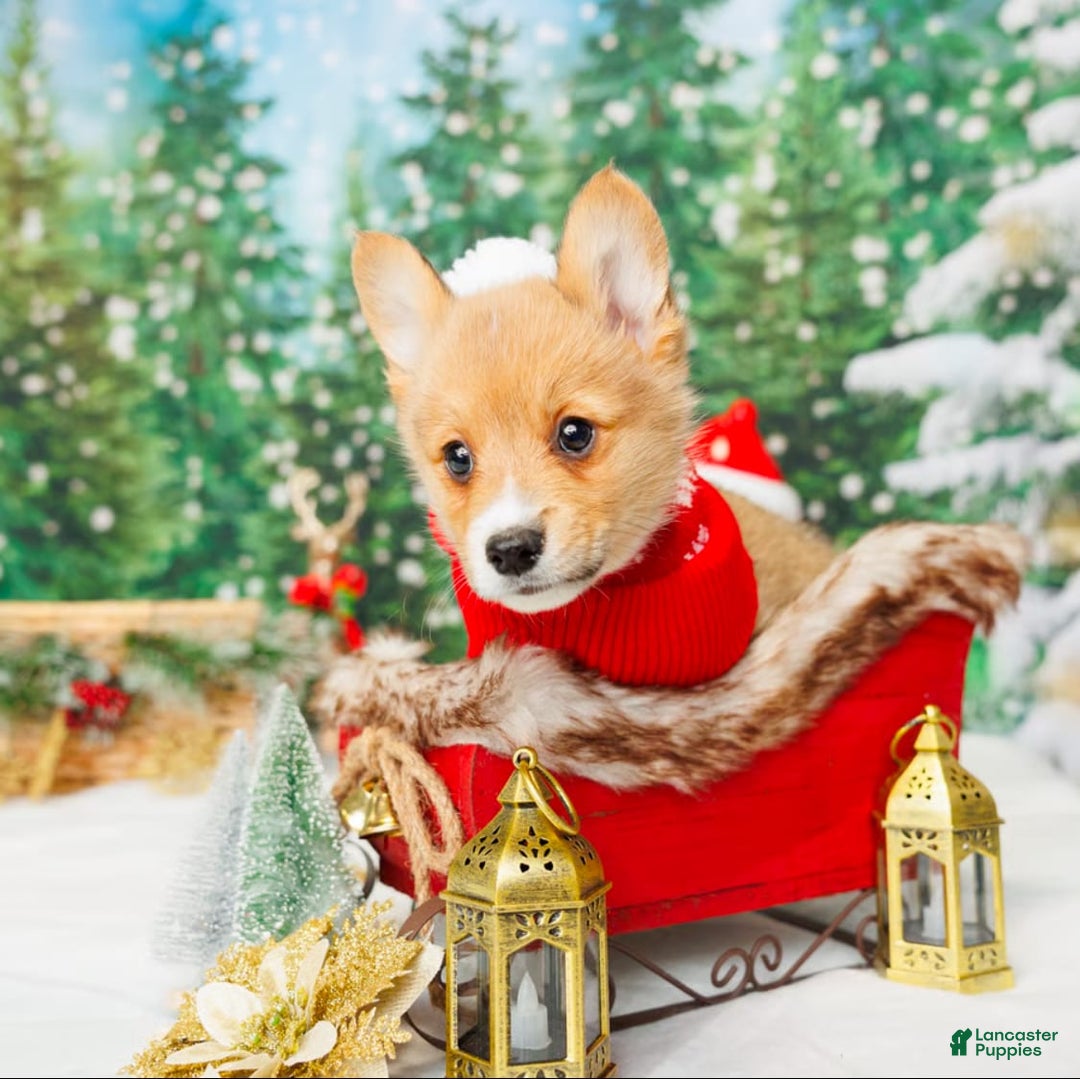 Welsh Corgi Pembroke dogs for sale: Punch - Image 3