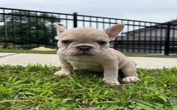 French Bulldog dogs for sale: Ash - Image 2