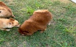 Pomeranian dogs for sale: Winston - Image 24