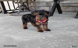 Yorkiepoo dogs for sale: Bingo - Image 9