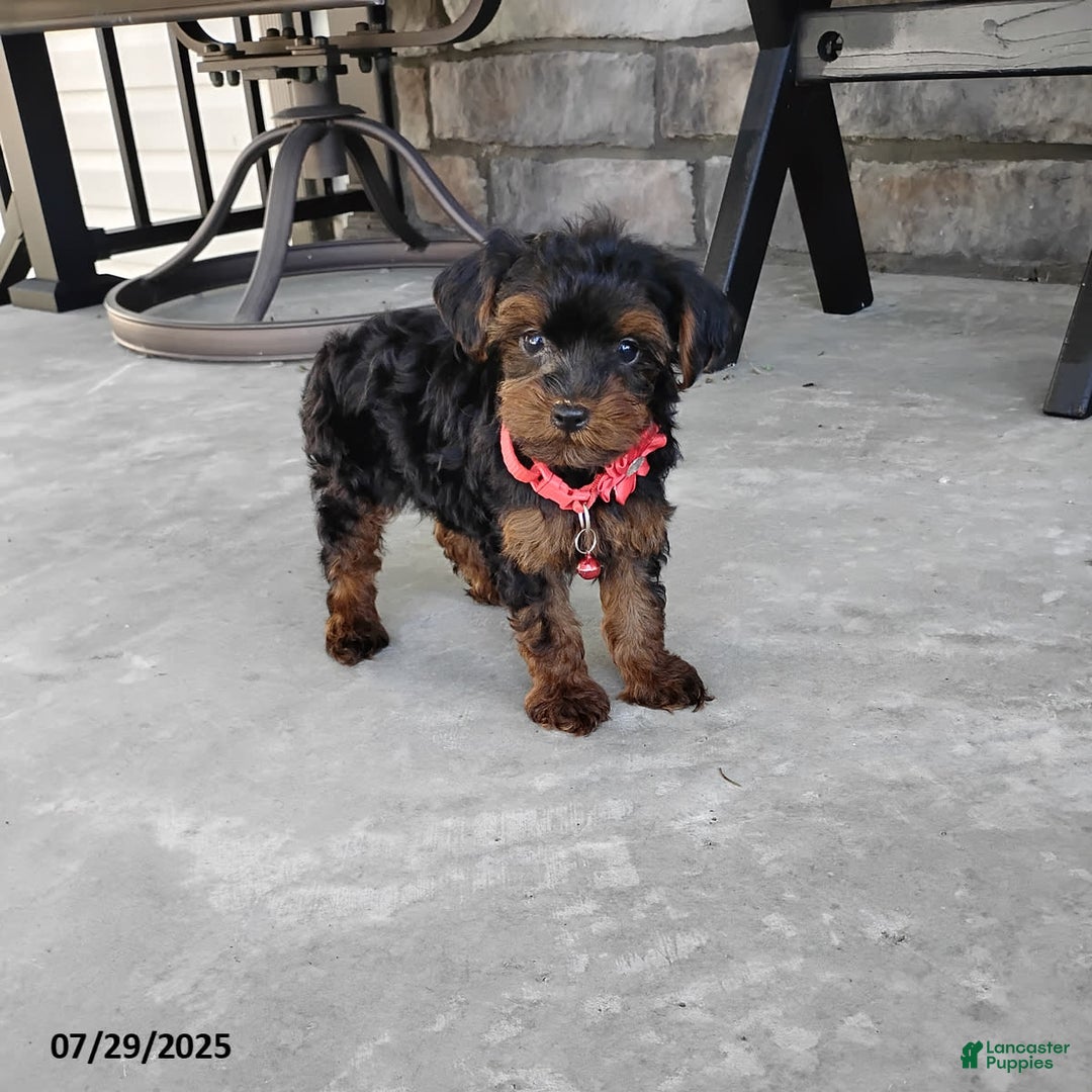 Yorkiepoo dogs for sale: Bingo - Image 9