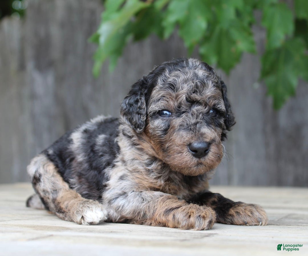 Standard Poodle dogs for sale: Rome Moyen - Image 15