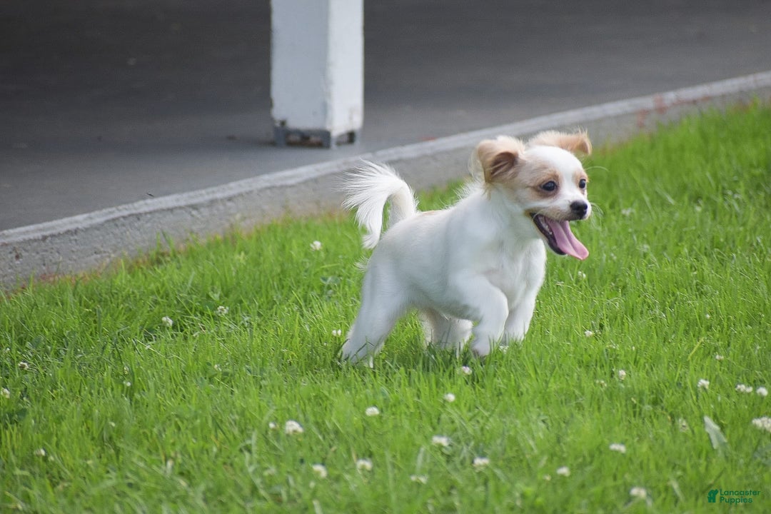Cavapoo dogs for sale: Hana - Image 2