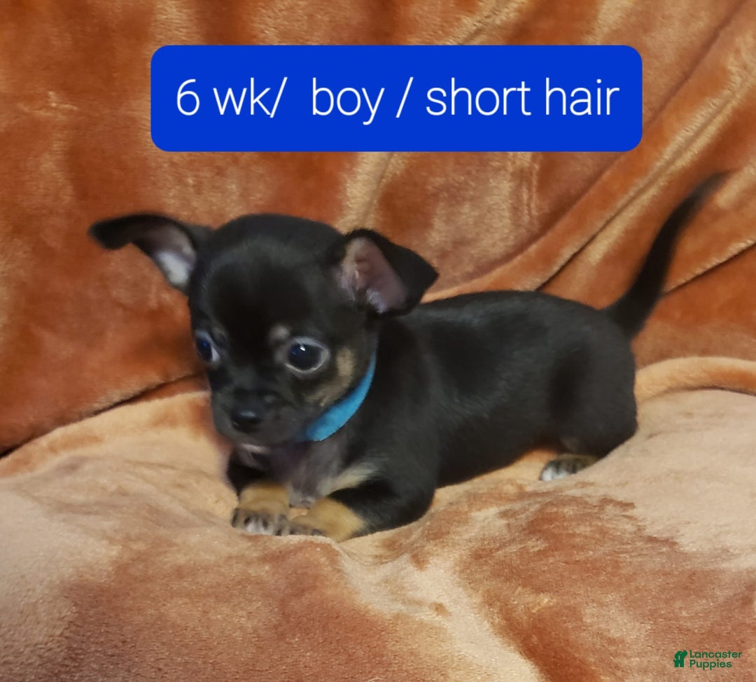 Chihuahua dogs for sale: Sonic - Image 1
