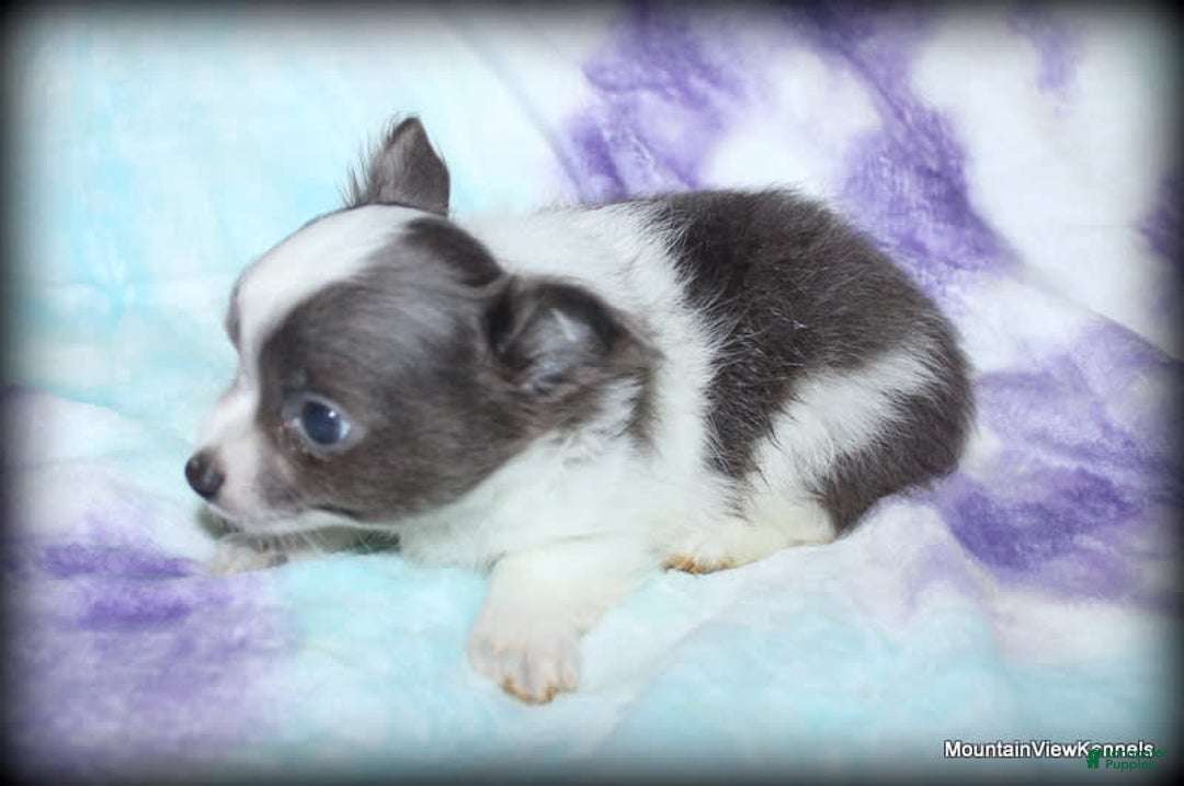 Chihuahua dogs for sale: Longhair Chavez - Image 5