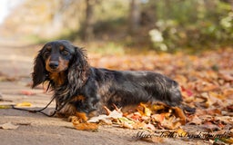 Dachshund dogs for sale: Tux - Image 6