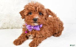 Cavapoo dogs for sale: Glory - Image 4