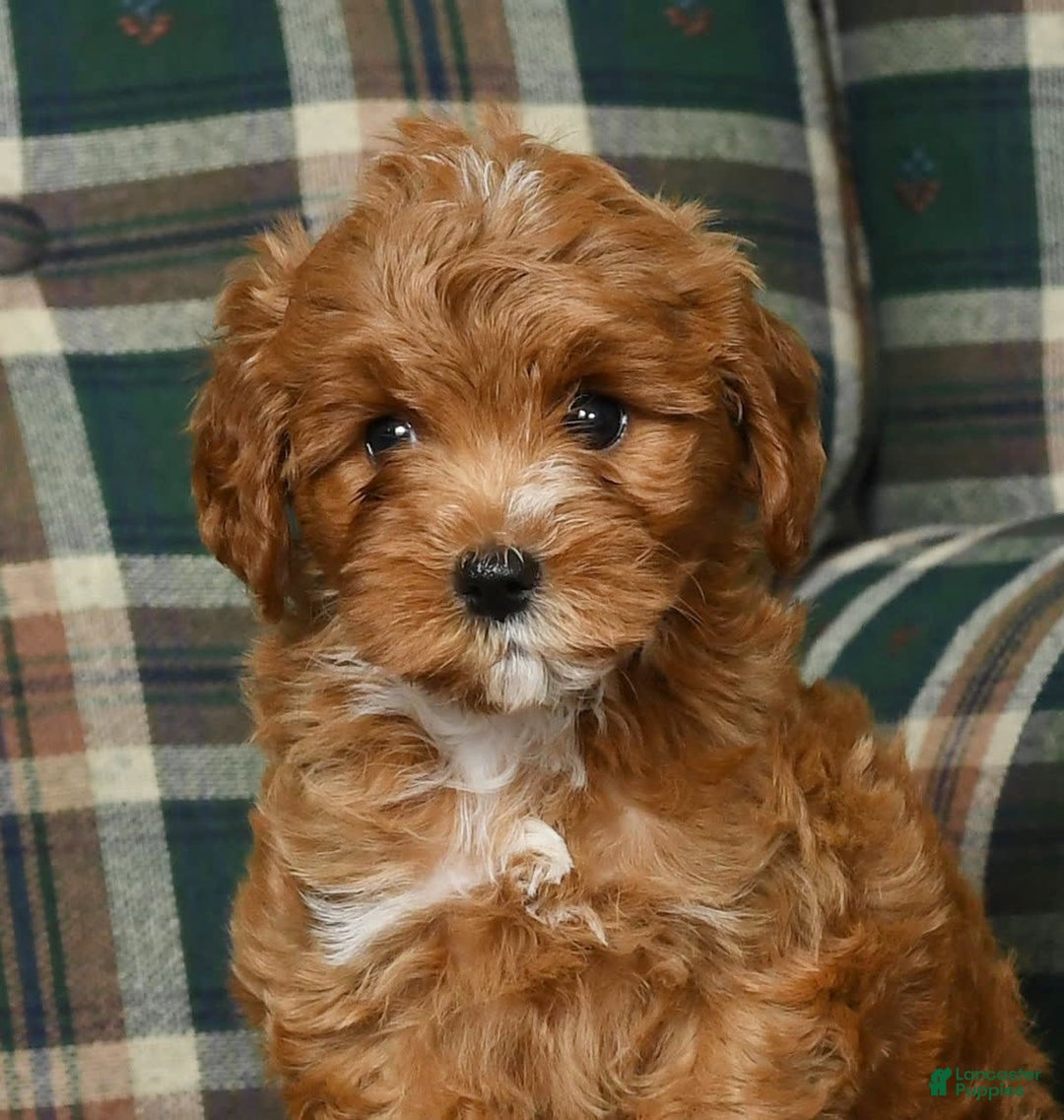 Cavapoo dogs for sale: Rocky - Image 6