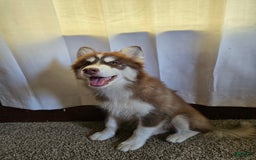 Pomsky dogs for sale: Jr - Image 2