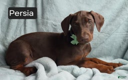Doberman Pinscher dogs for sale: Persia - Image 6