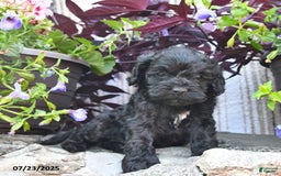 Cockapoo dogs for sale: Cockapoo 9 puppies - Image 3