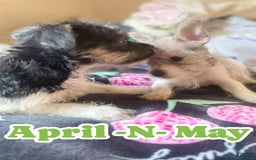 Chihuahua dogs for sale: May - Image 4