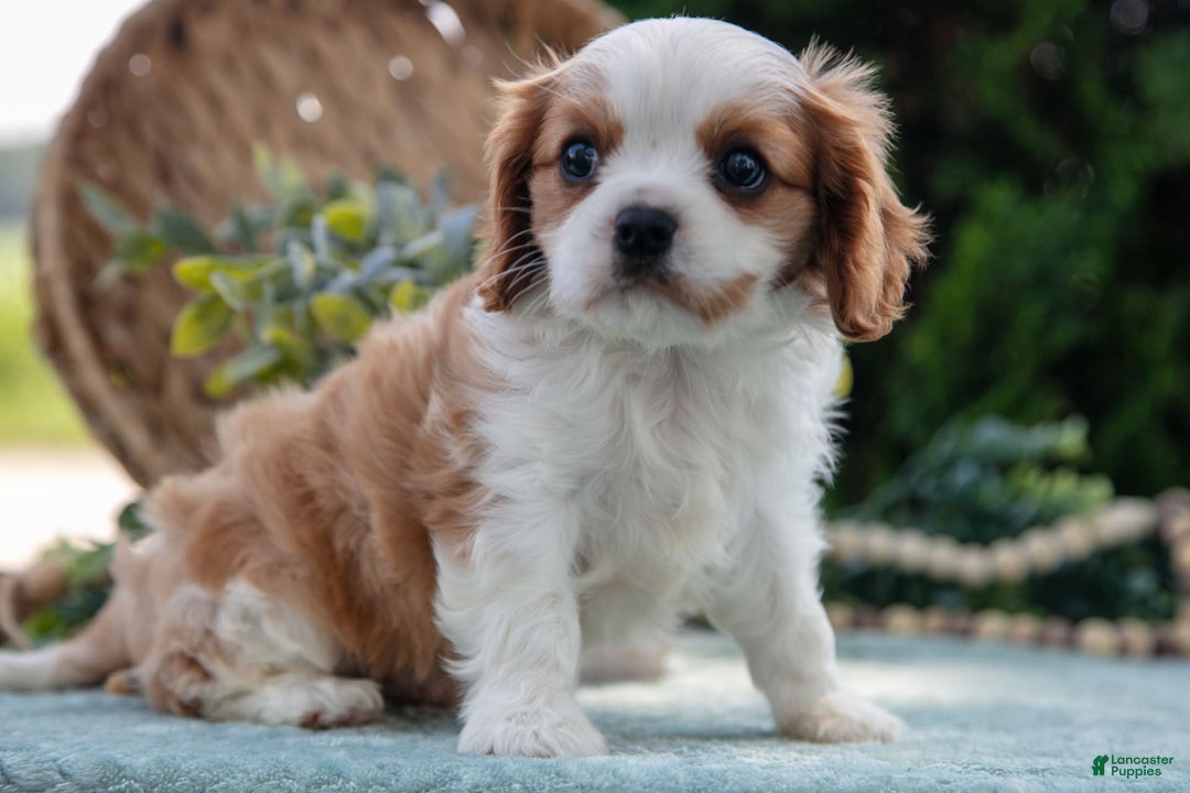 Cavalier King Charles Spaniel dogs for sale: Peter - Image 2