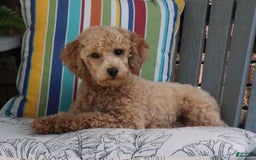 Maltipoo dogs for sale: Patsy - Image 8