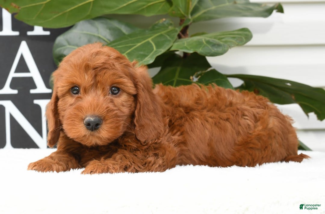 Mini Goldendoodle dogs for sale: Nicki - Image 7